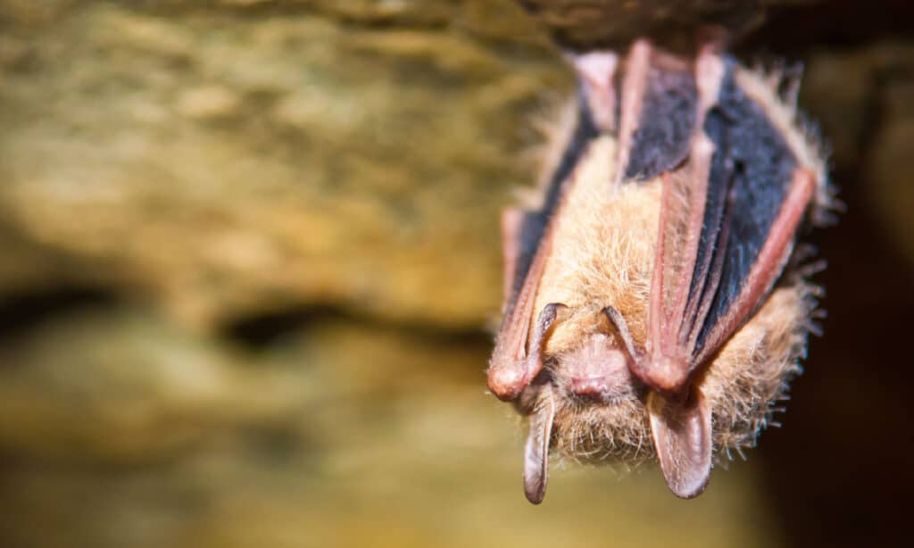 Tricolored Bat (Perimyotis subflavus) hanging upside down with wings tucked in and eyes closed. 