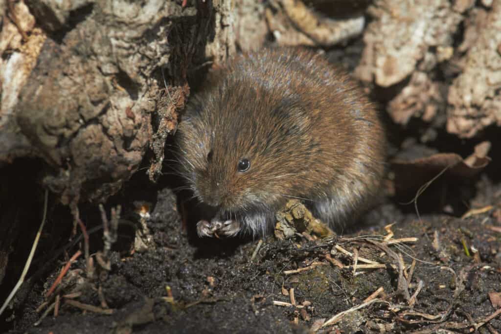 Red backed vole