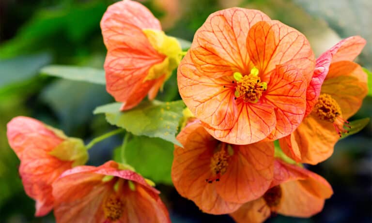 Abutilon