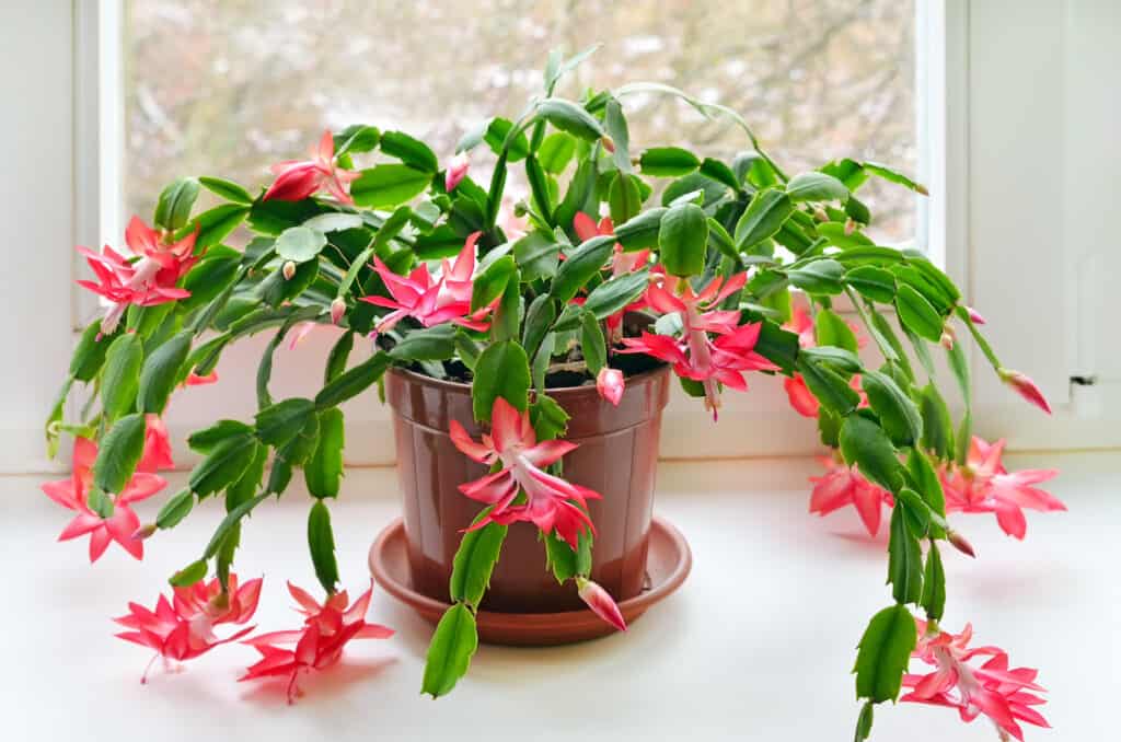Christmas Cactus in front of a window.
