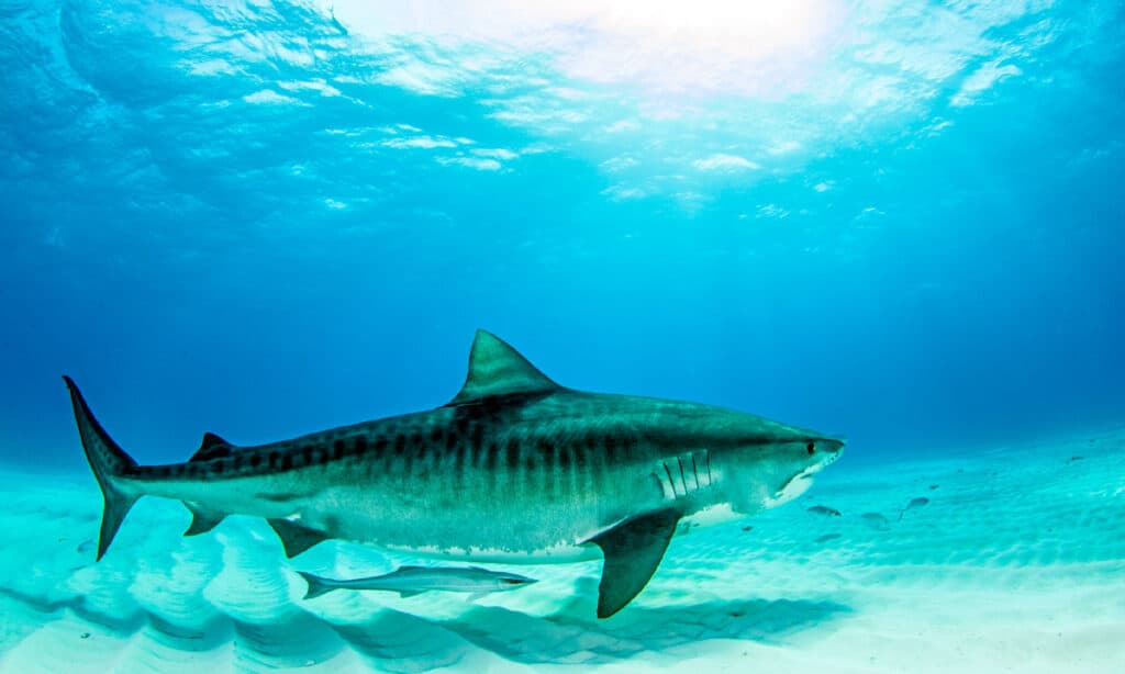 tiger shark