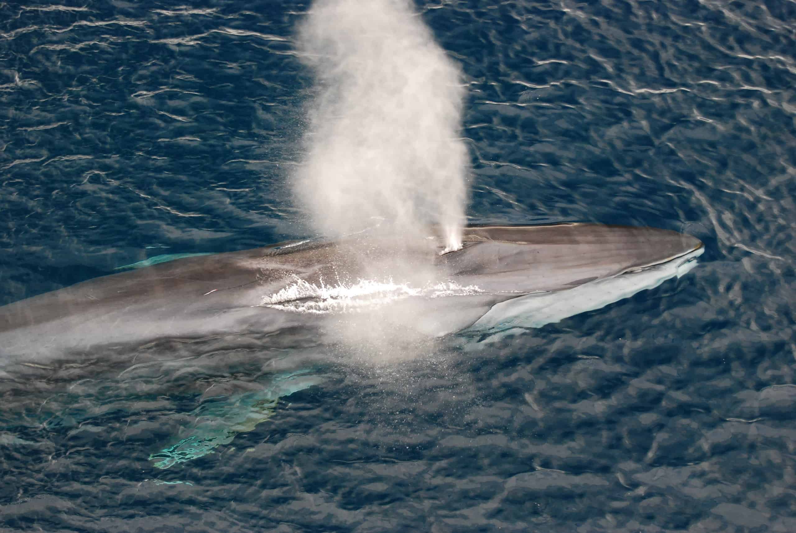 10 Incredible Fin Whale Facts - AZ Animals