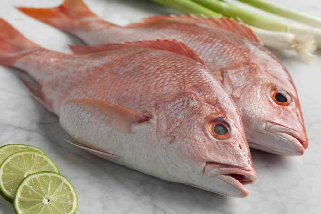 A Permit Needed for Atlantic Red Snapper?