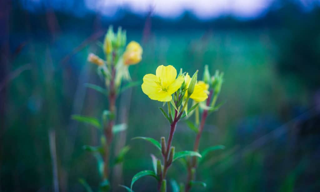 Evening Primrose