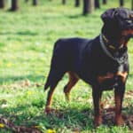 Portrait of a Rottweiler in park