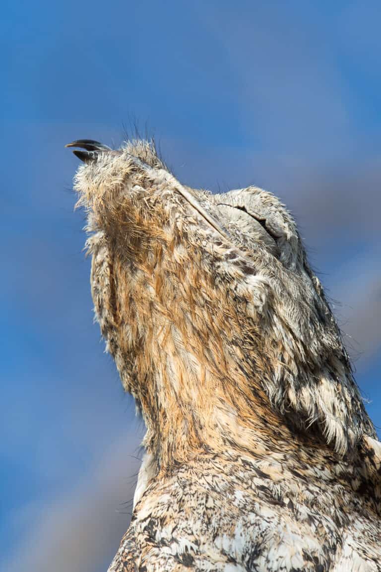A Great potoo (Nyctibius grandis) close up of upper body and head against a blue sky