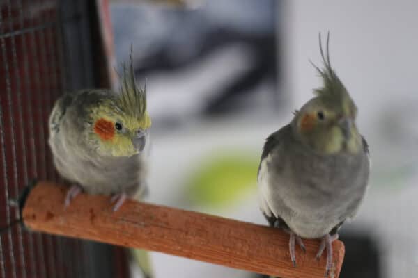 Cockatiel (Nymphicus hollandicus) couple sitting on a rod. Focus is on the male trying to make contact with the female.
