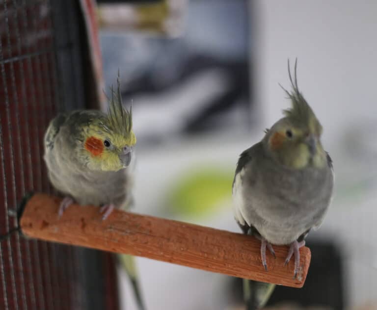 Male Vs Female Cockatiel - A-Z Animals