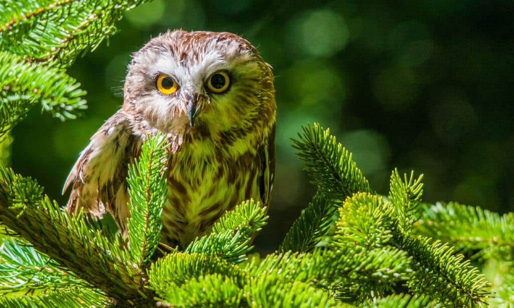 Northern Sawmill Owl