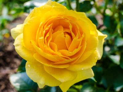 A 10 Types Of Attractive Yellow Roses