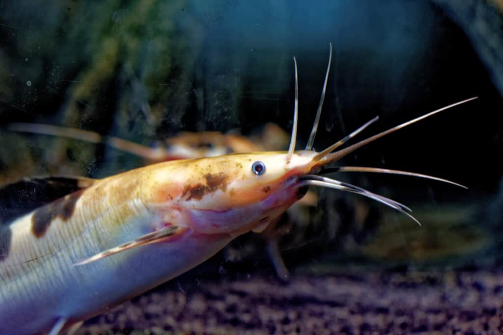 African sharptooth catfish