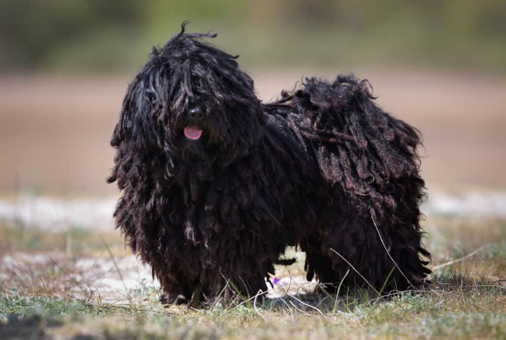 Puli dog outside on grass.