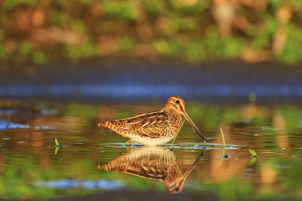 The American woodcock having a drink of water