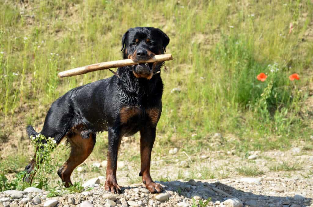 blondie the rottweiler