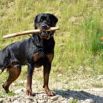 Black rottweiler with branch in mouth looks into camera