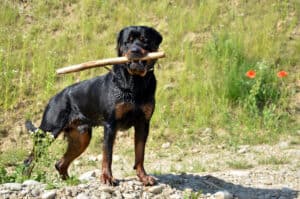 Watch This Rottweiler Barely Flinch When a Black Panther Pounces on Its Back Picture