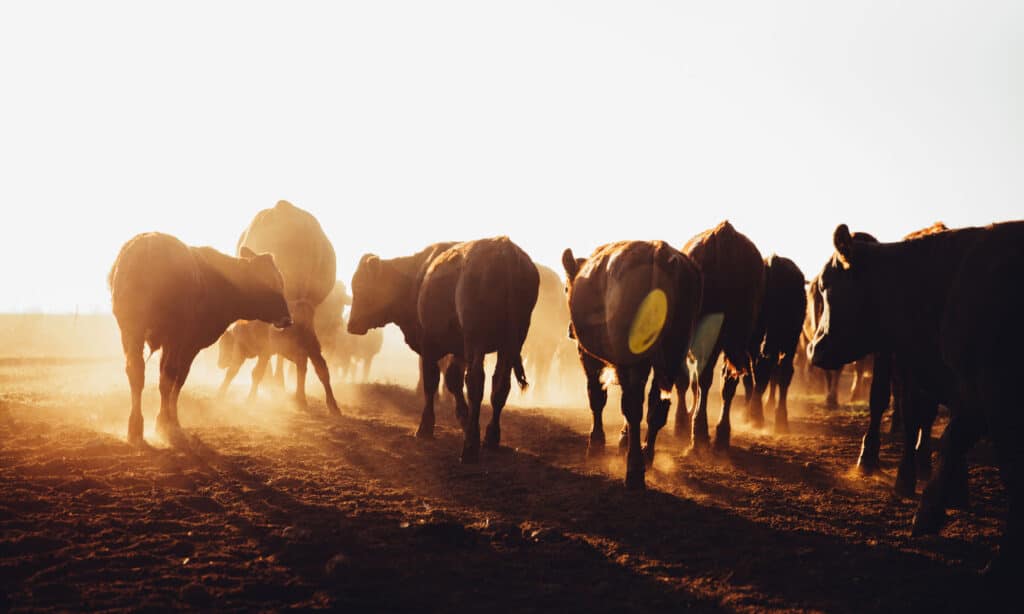 Deadliest animals in Missouri - cows are large and unpredictable animals