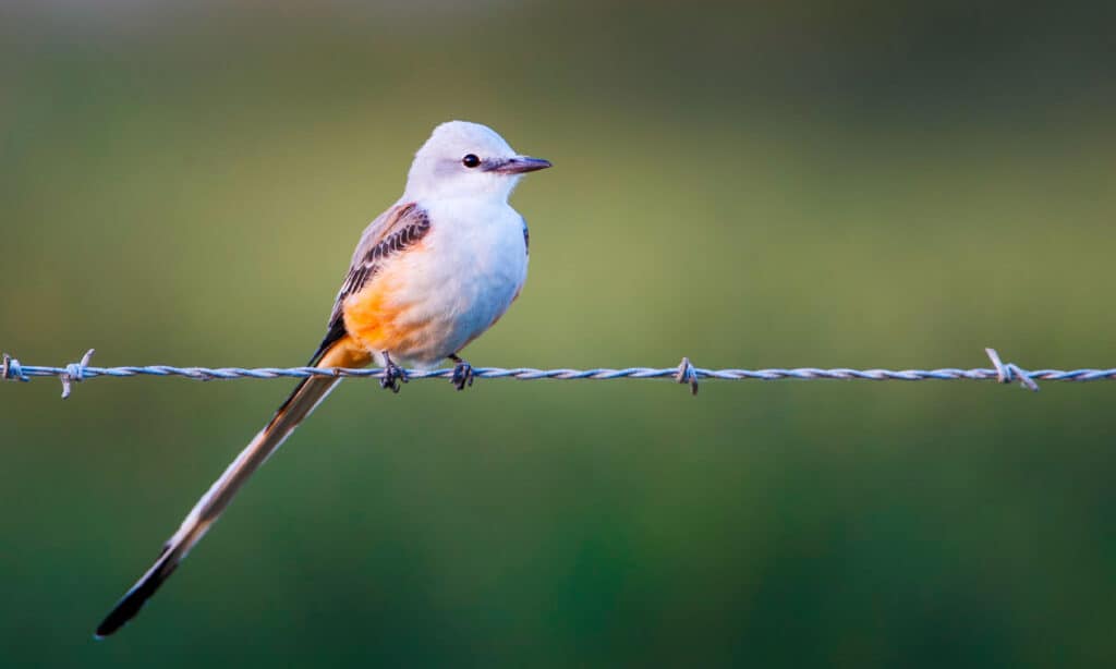 Scissor-tailed Flycatcher