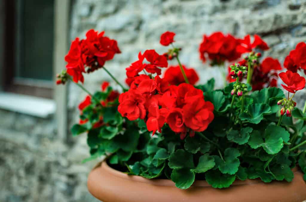 Red geranium flowers in a pot.