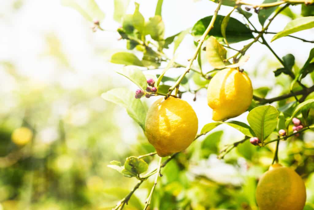 Two yellow lemons on a lemon tree with green leaves in a sunny, outdoor setting.