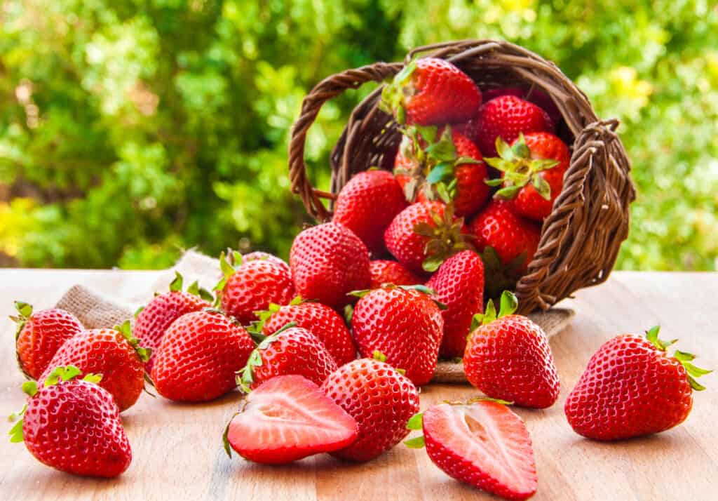 Freshly picked strawberries tumbling out of a wicker basket that's been turned units side for esthetic purposes. on a wooden table, outdoors, against a green out-of-focus background