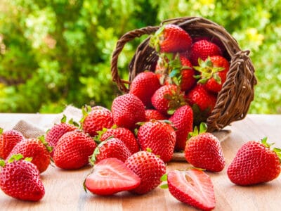 A Strawberry Season in Georgia: Growing Tips and Peak Timing