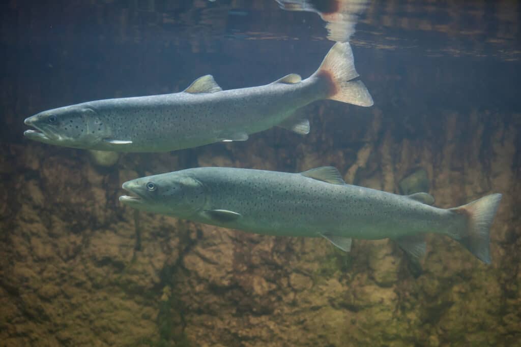 Danube salmon are found in the Danube River