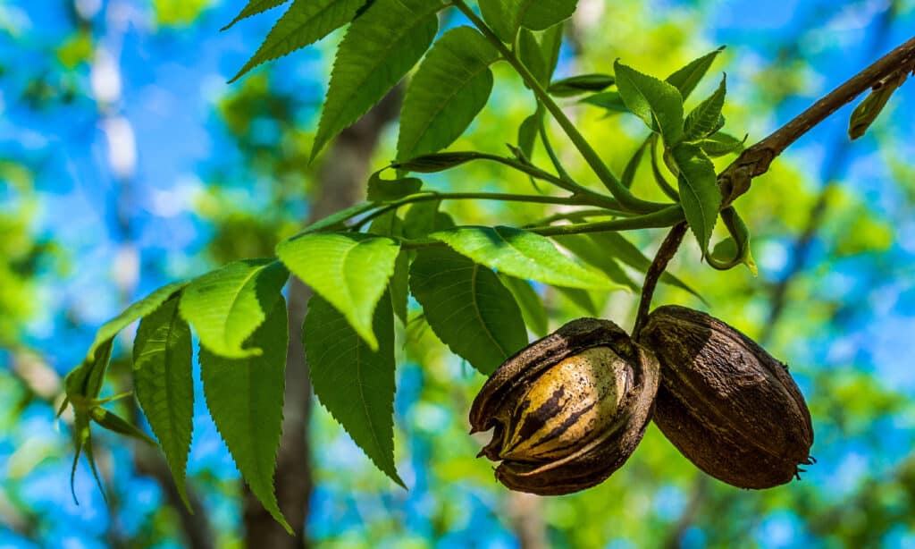 Pecan trees are a large hickory native to Mexico and the United States.