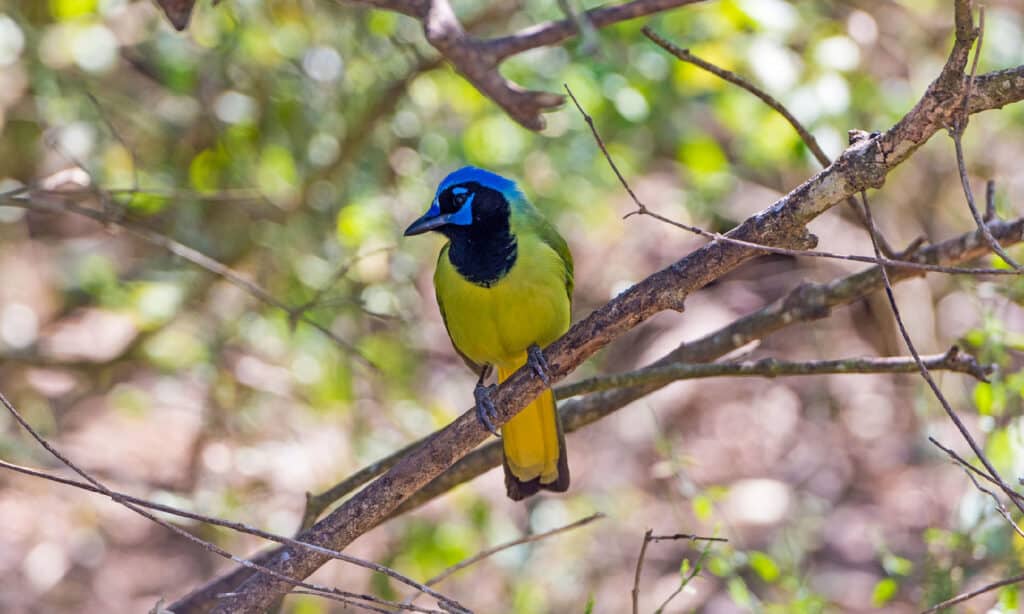 Center frame: A Green Jay perched on a naked grey/brown tree limb. The bird incredibly lovely with a bright  blue face, a black throat, a lime tree -to- yellow body, and a canary yellow tail. The bird is facing the camera, looking left. Out-of-focus nature  background of green and brown. 