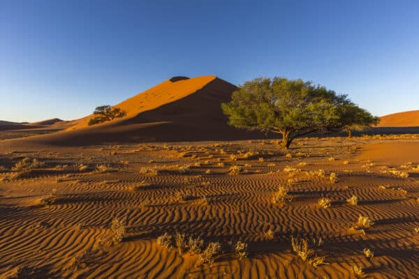Sand patterns in early morning light, Namibia