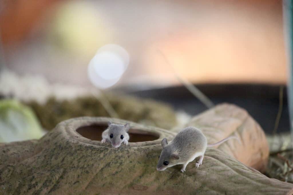 smallest mouse in the world