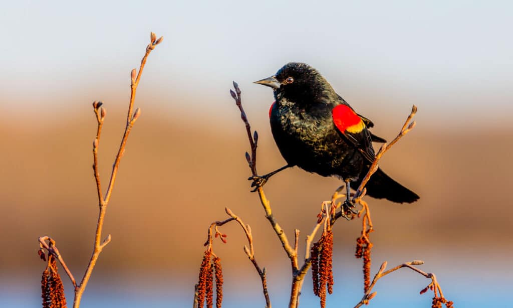 Red-Winged Blackbird