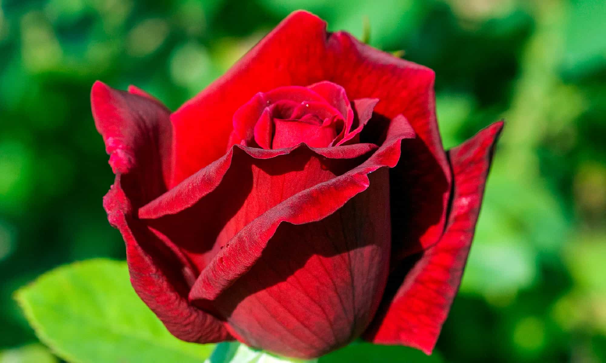 4 Red Perennial Flowers - A-Z Animals