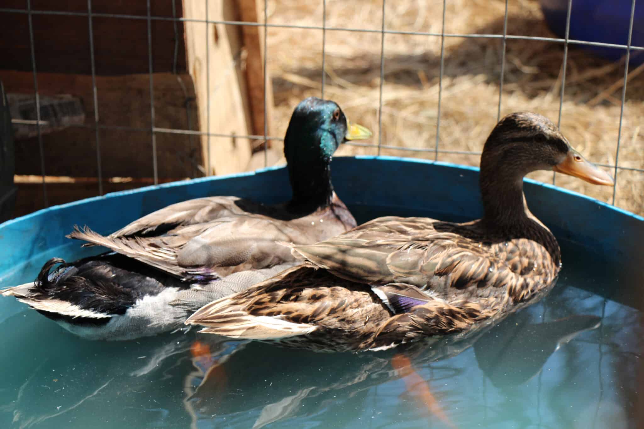 Rouen Duck vs Mallard What are the Differences? Wiki Point
