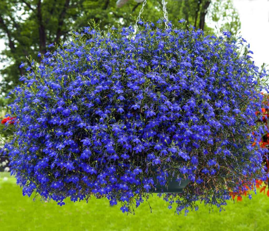 Lobelia