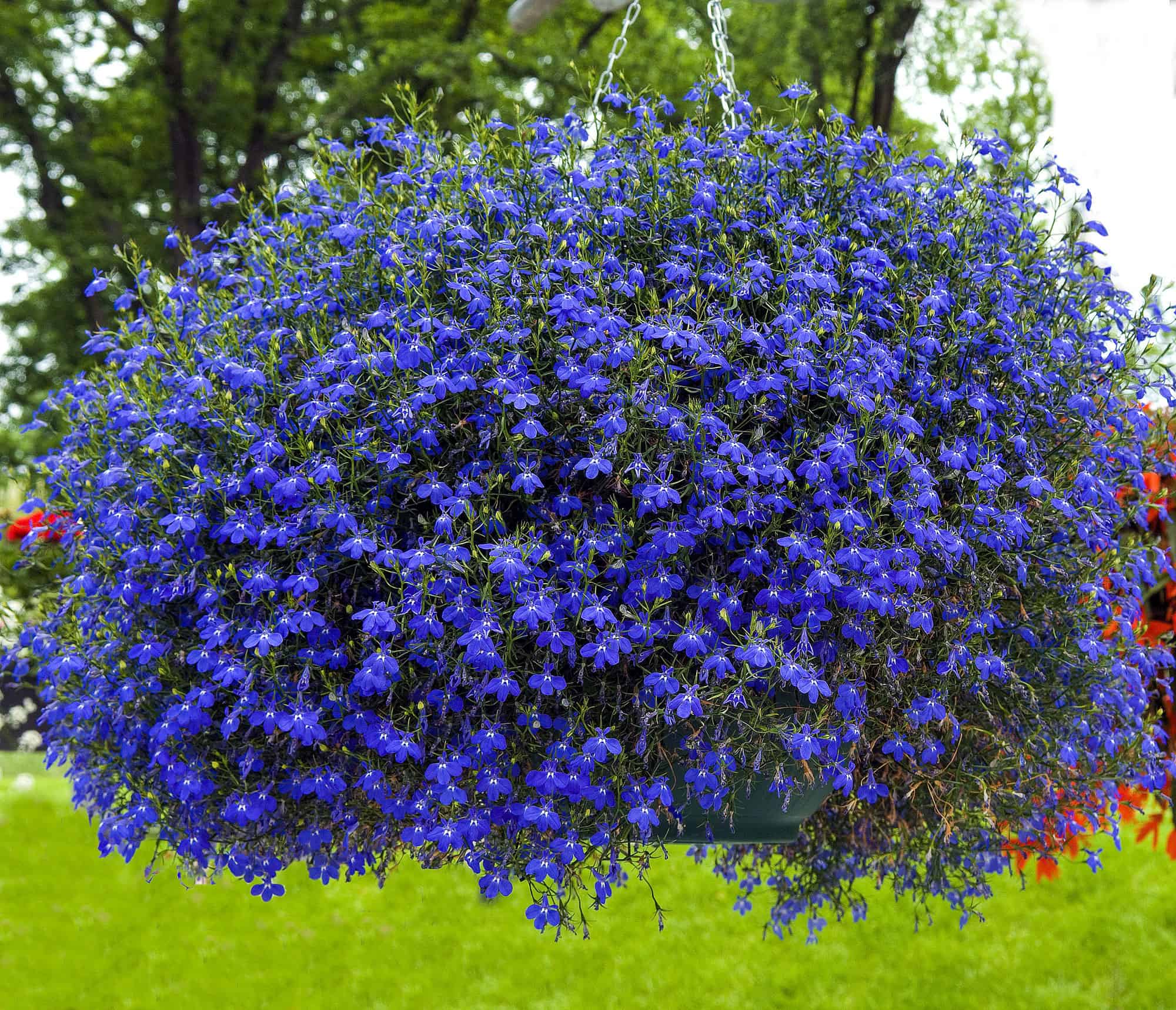 4 Annual Flowers That Bloom All Summer