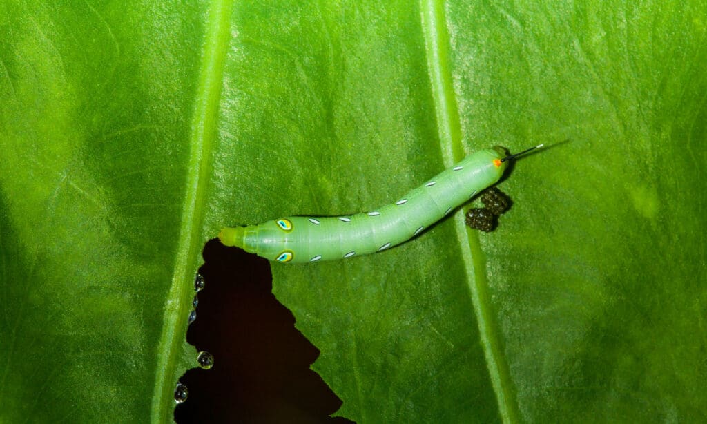 Caterpillar eating green plant with dung.