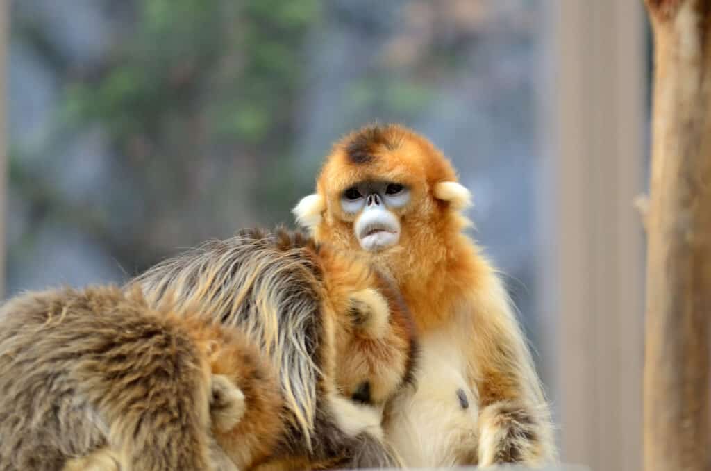 Fluffy Monkeys: The 6 Fluffiest Monkeys in the World