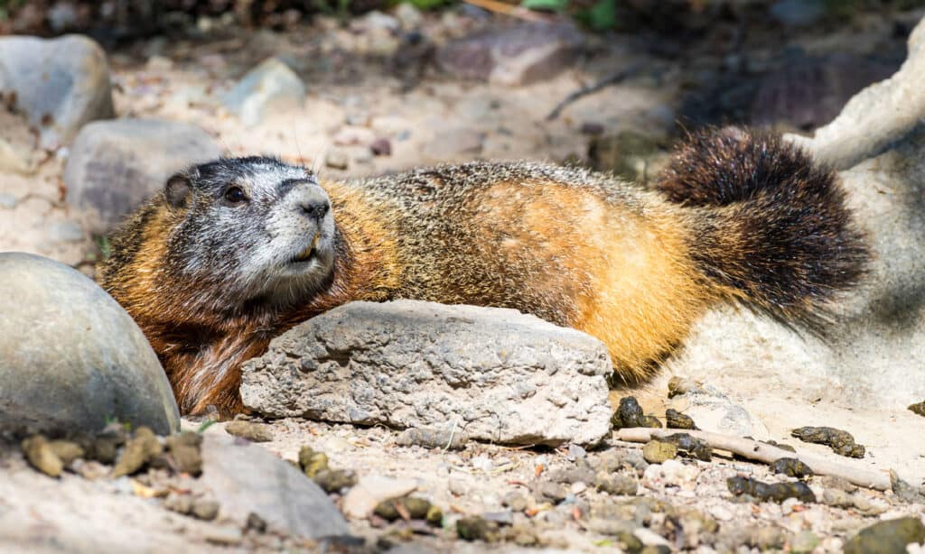 Yellow-bellied marmot