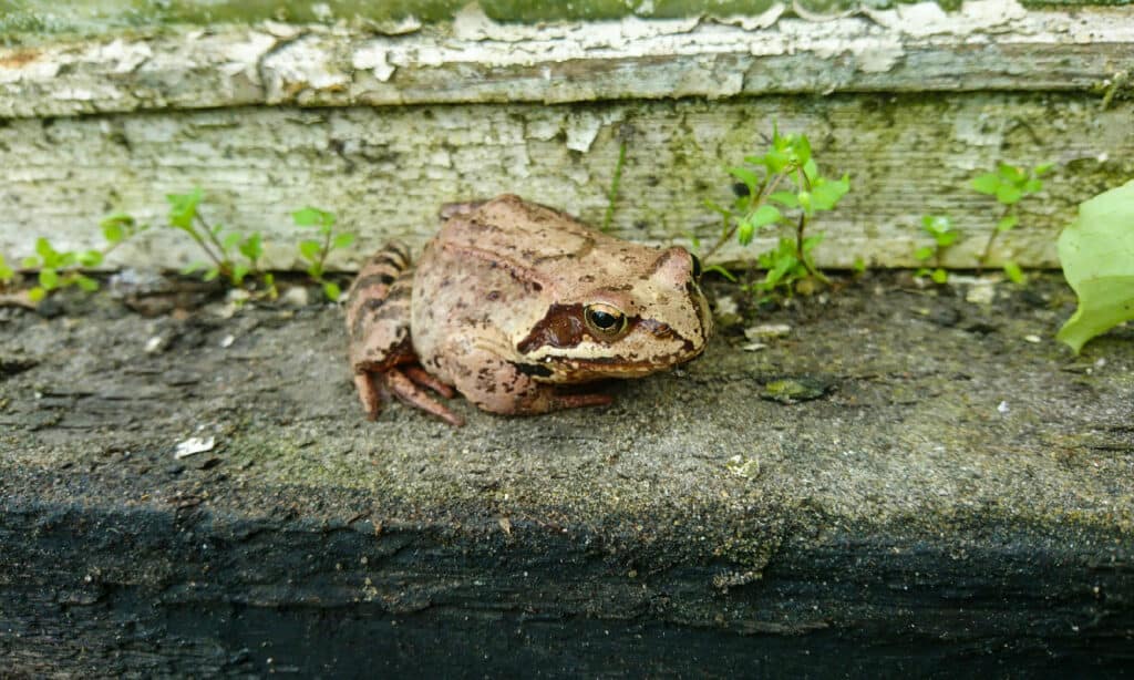 Greenhouse Frog