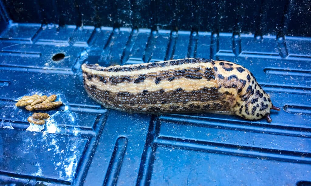 Limax maximus