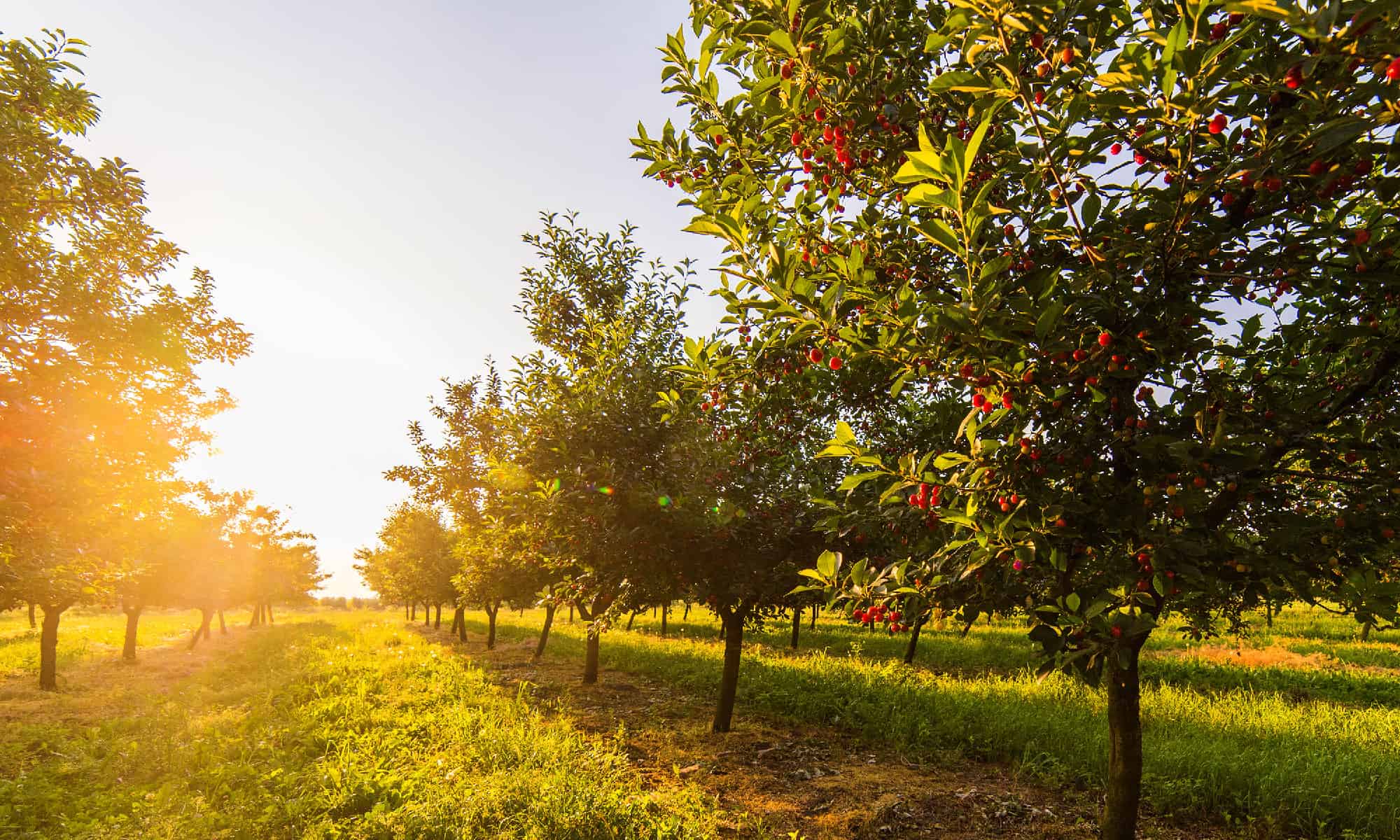 The 12 Best Fruit Trees To Grow In Texas: Plus 3 Helpful Growing Tips