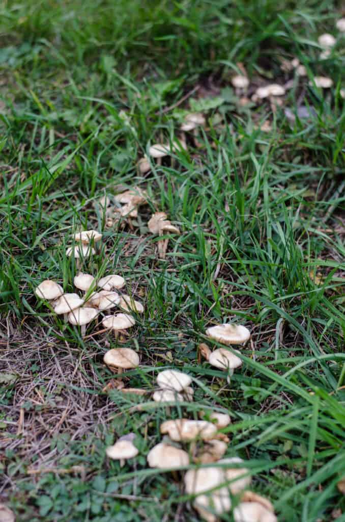 Fairy ring of Marasmius oreades mushrooms growing in grass.