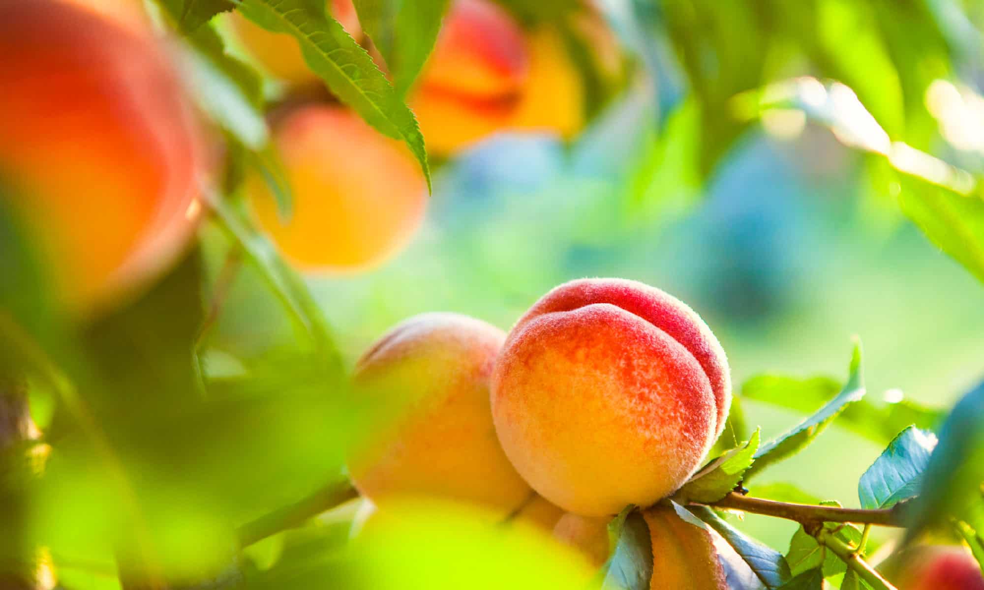 Peach Trees in Texas How to Grow and Plant Them AZ Animals