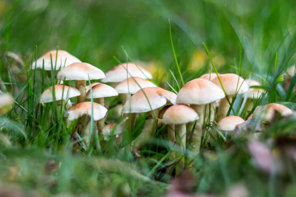 Mushrooms growing in grass.