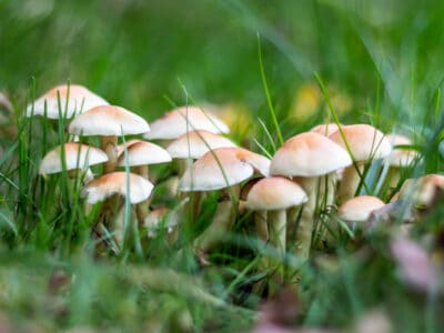 A The 8 Different Types Of Lawn Mushrooms
