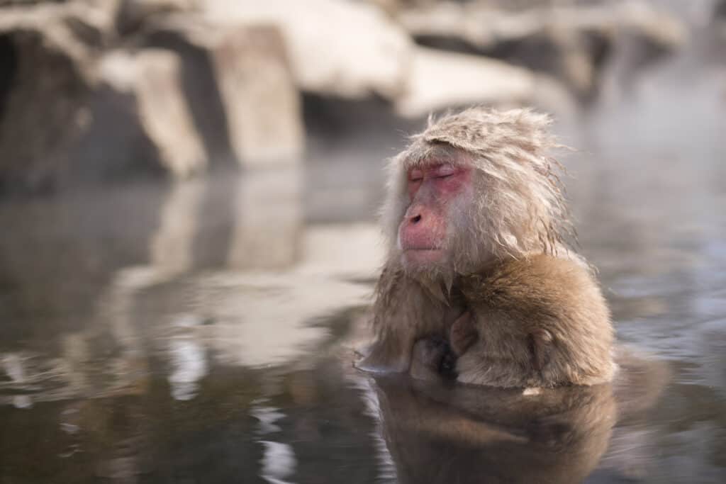 A wild monkey enter a hot spring, Snow monkey in Nagano, Japan.