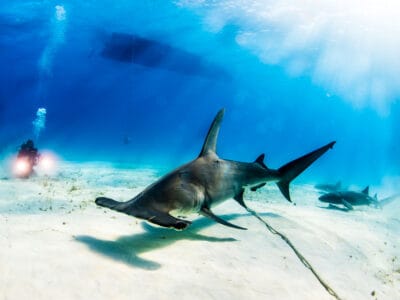 Discover How and Why Hammerhead Sharks Got Their Famous Heads - A-Z Animals