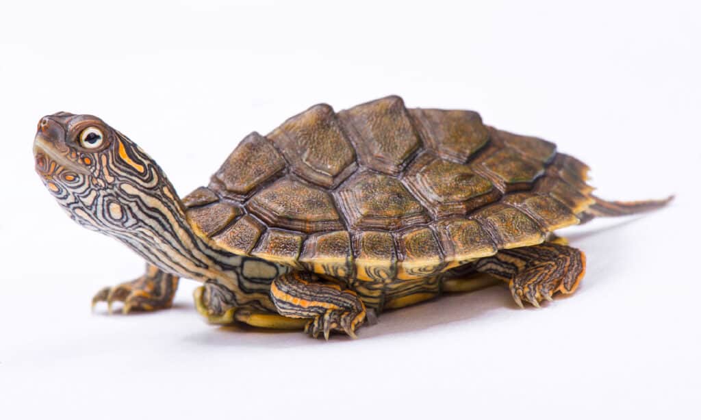 Texas map turtle