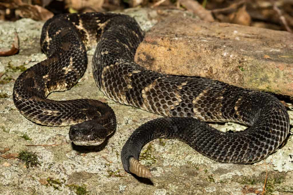 Timber rattlesnake on rock.